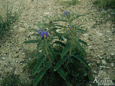 Nightshade Plants - Types and Uses