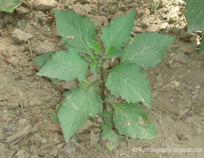 Nightshade Plants - Types and Uses