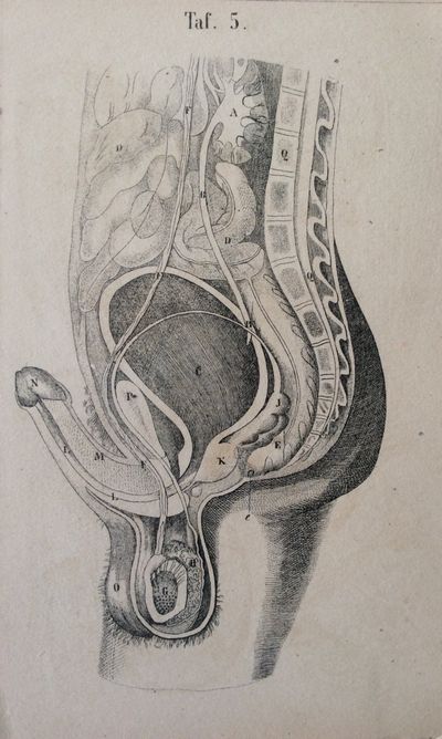 Understanding the Erect Penis Anatomy