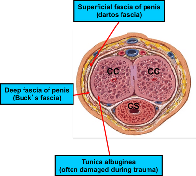 Understanding the Erect Penis Anatomy