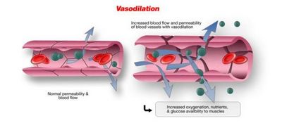 Vasodilation Information - What Are the Side Effects of Vasodilators?